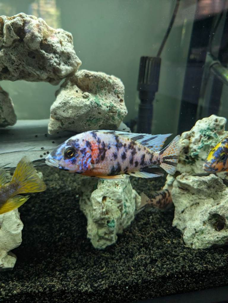 Large male aulonacara (approx 4-5 inches)