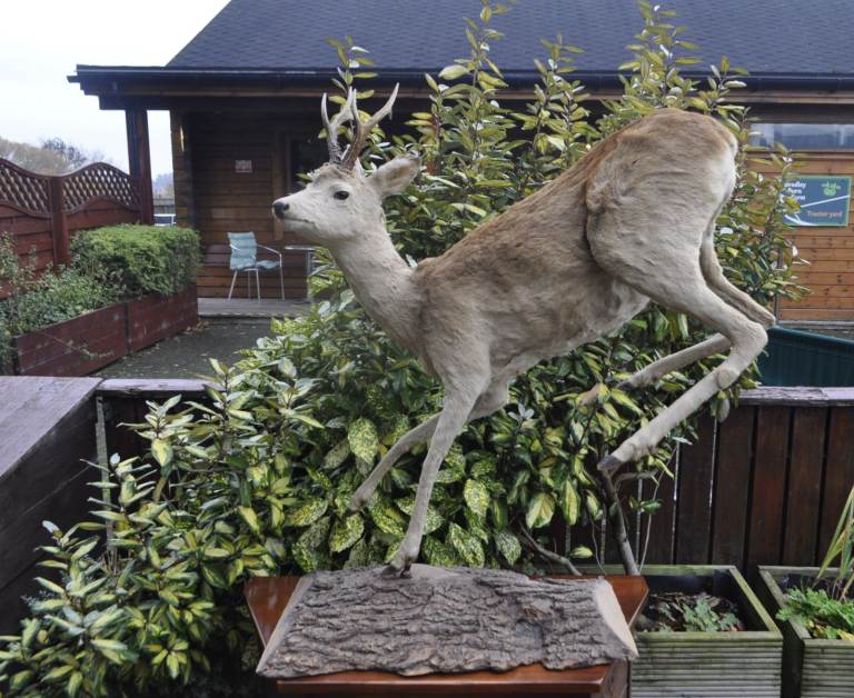 Large Roe Deer Taxidermy on plinth