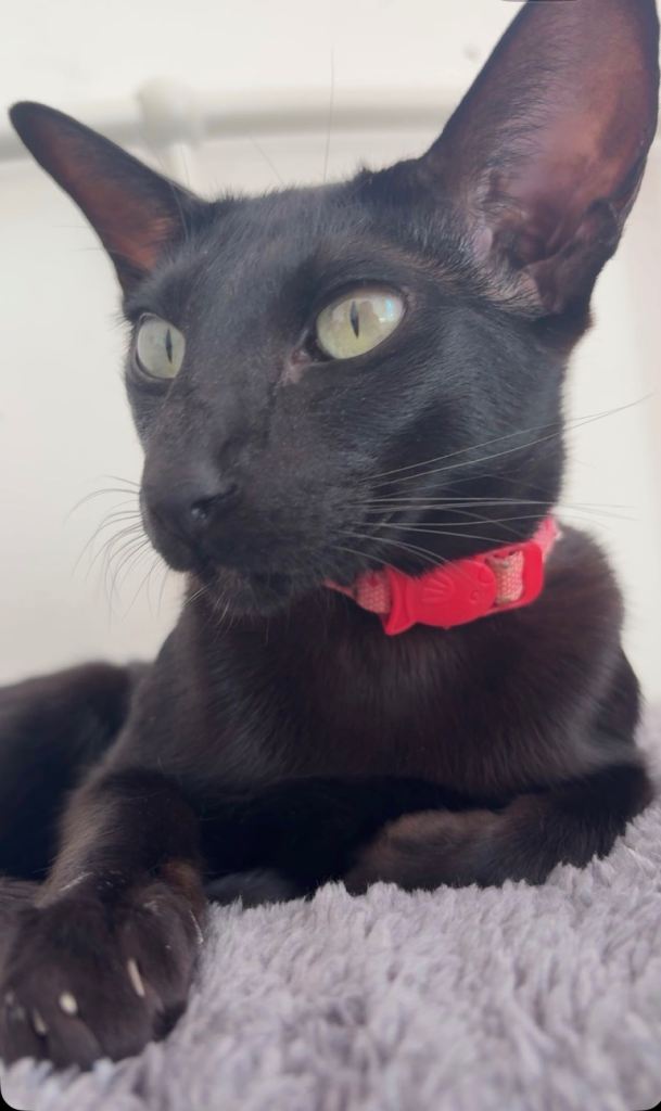 Female oriental shorthair 
