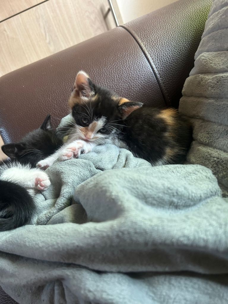 Kittens 