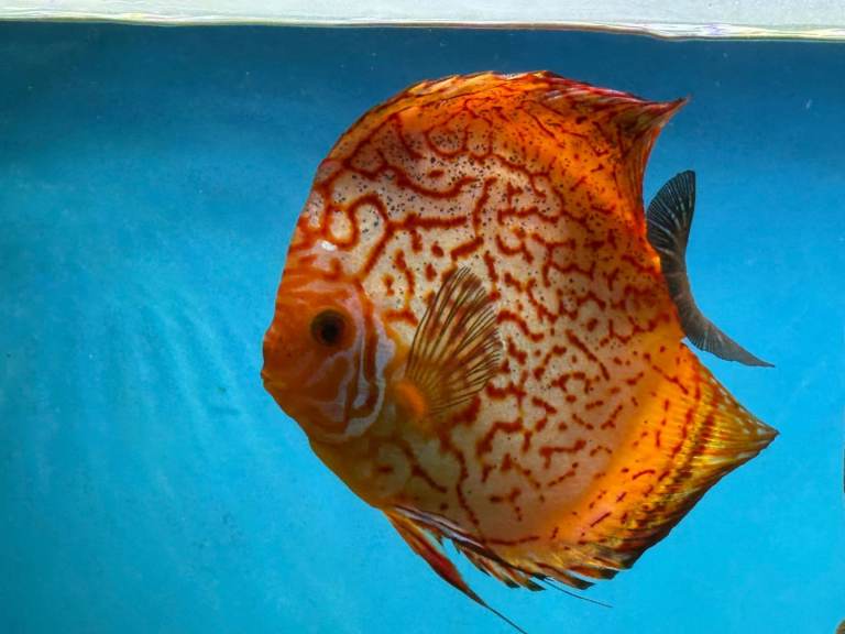 Discus Tropical Fish for Aquarium Fish Tank