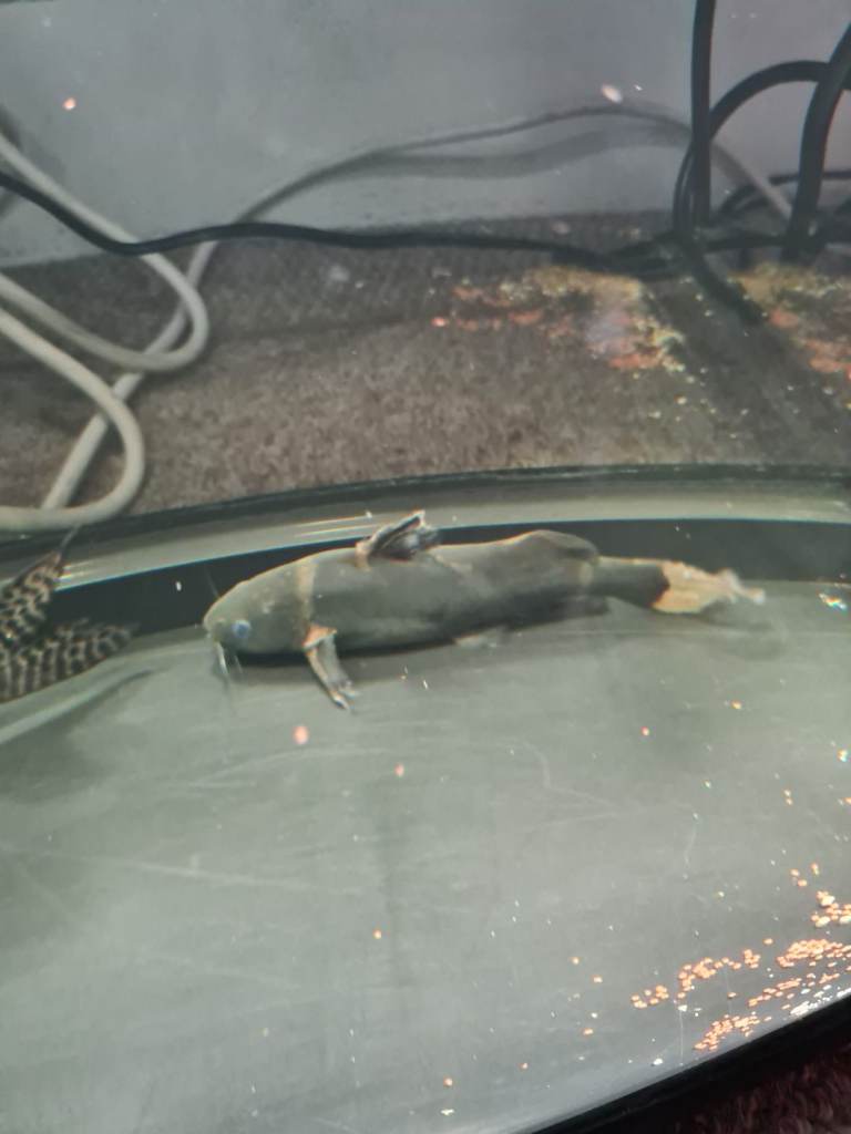 BLACK LANCER CATFISH