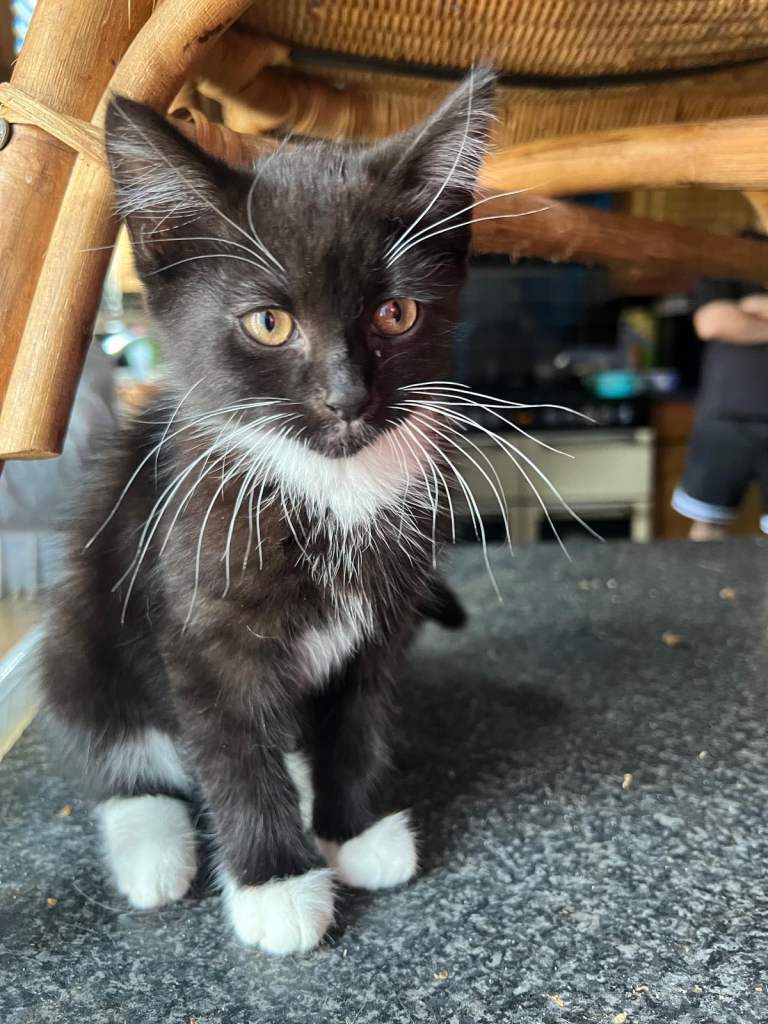Adorable kittens looking for a loving home 