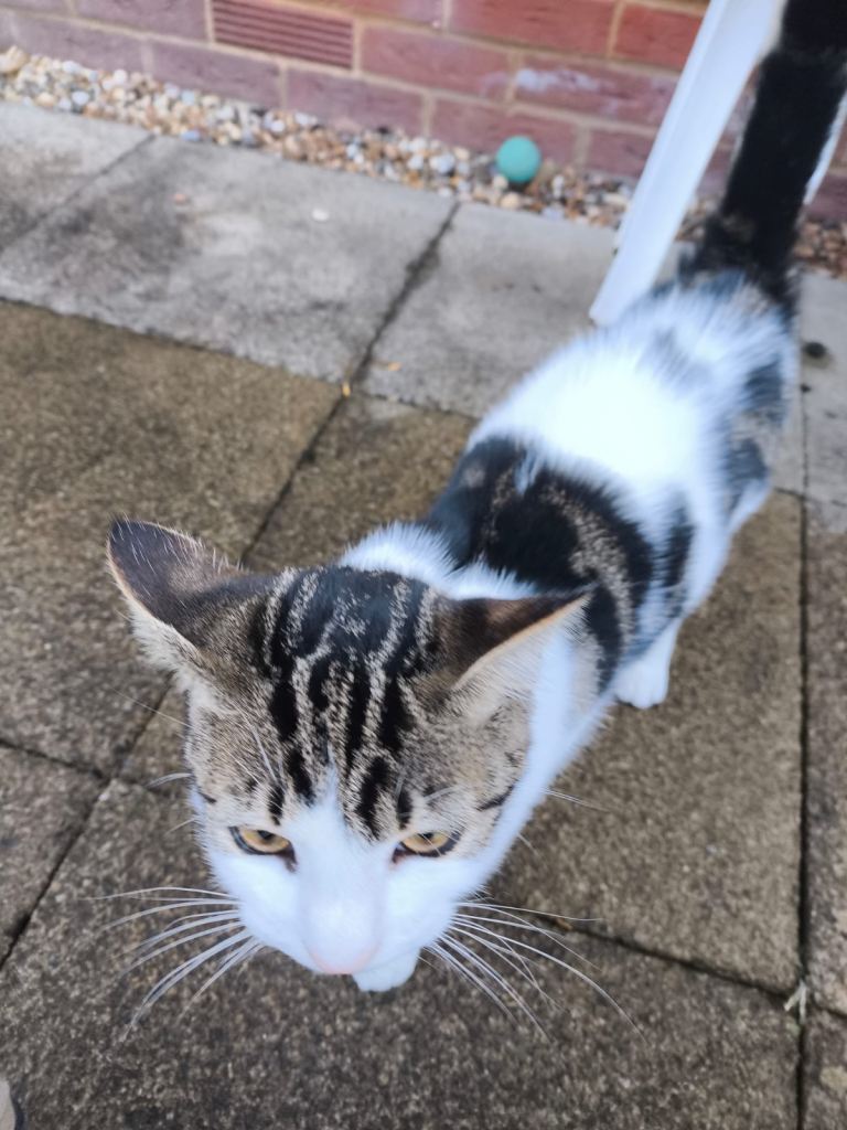 Friendly three months old cat for sale £300 