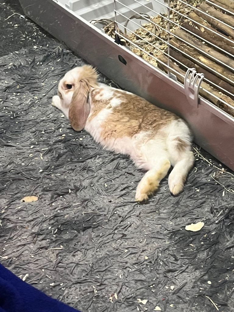 2 rabbits with full enclosure 