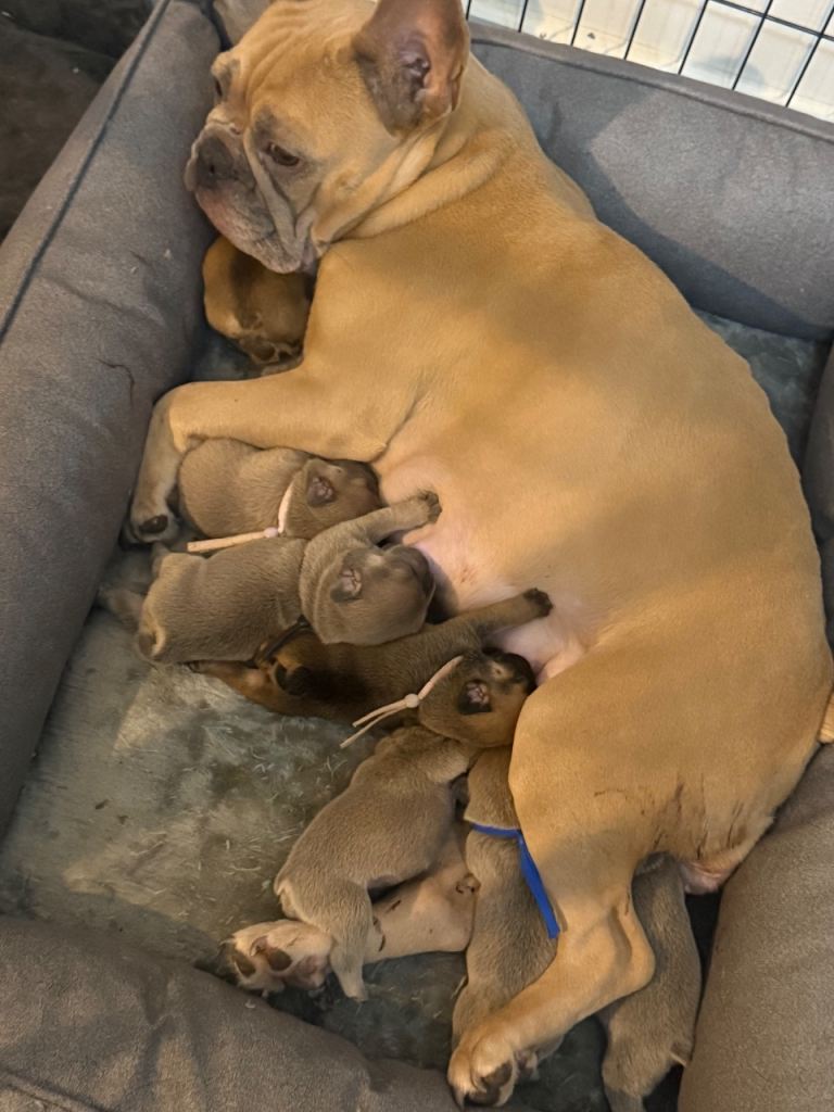 Beautiful French Bulldog Puppies 