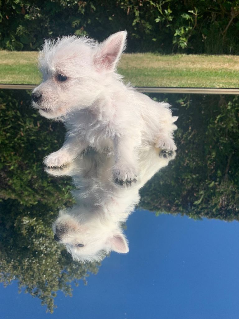 Westiepoos 