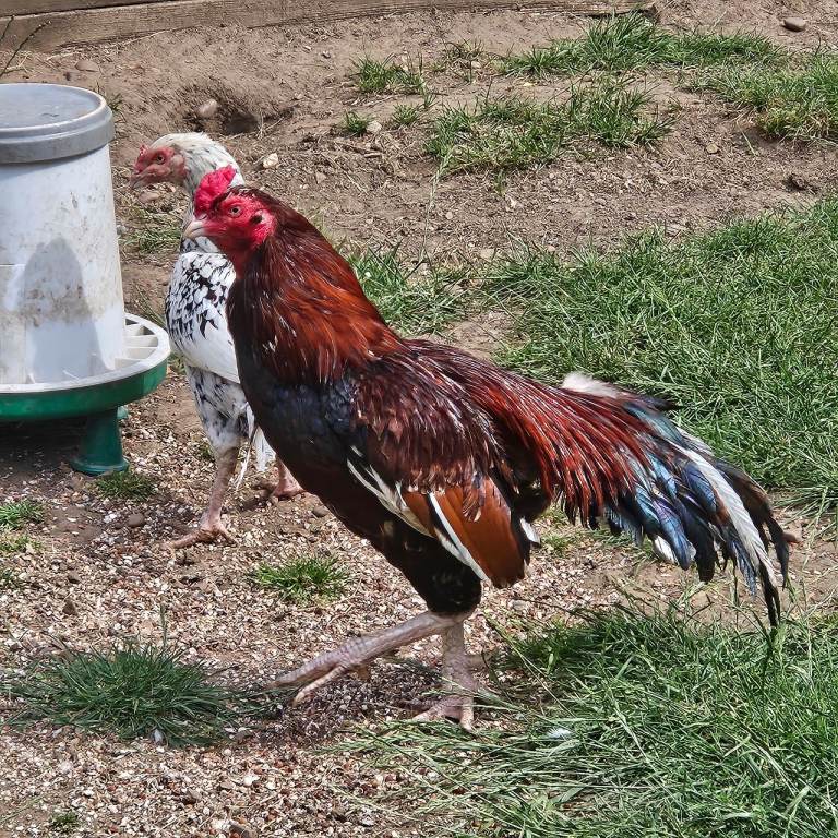 Pure Asil chickens for sale