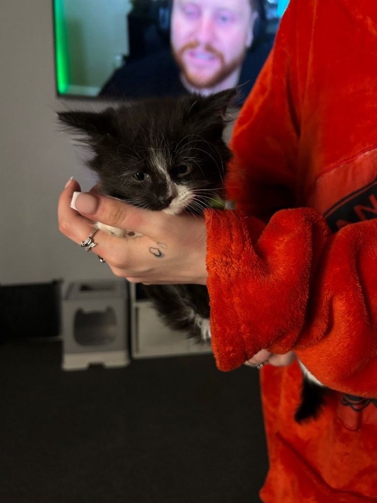 2 beautiful male Maine coon cross kittens