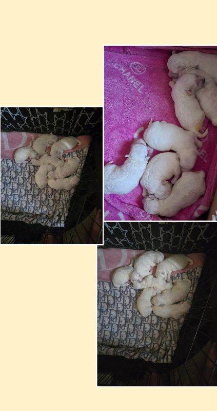 Adorable bichon frise puppies 