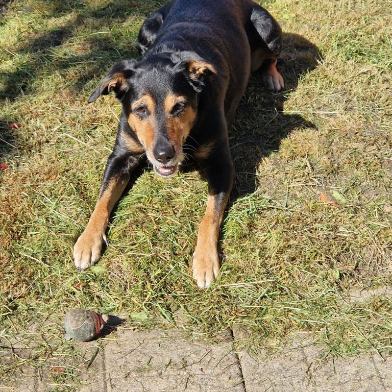 Collie x labrador ratrevier