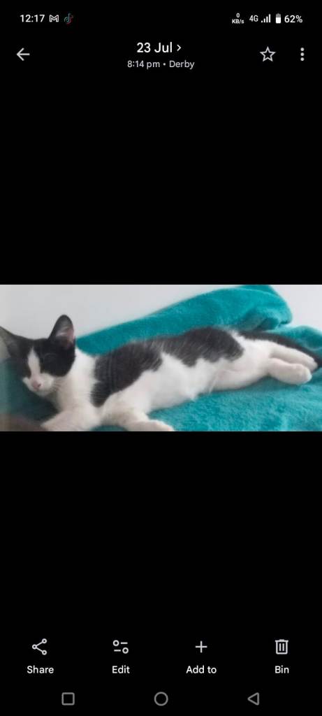 Lovely Black and White Kitten Ready for Rehoming