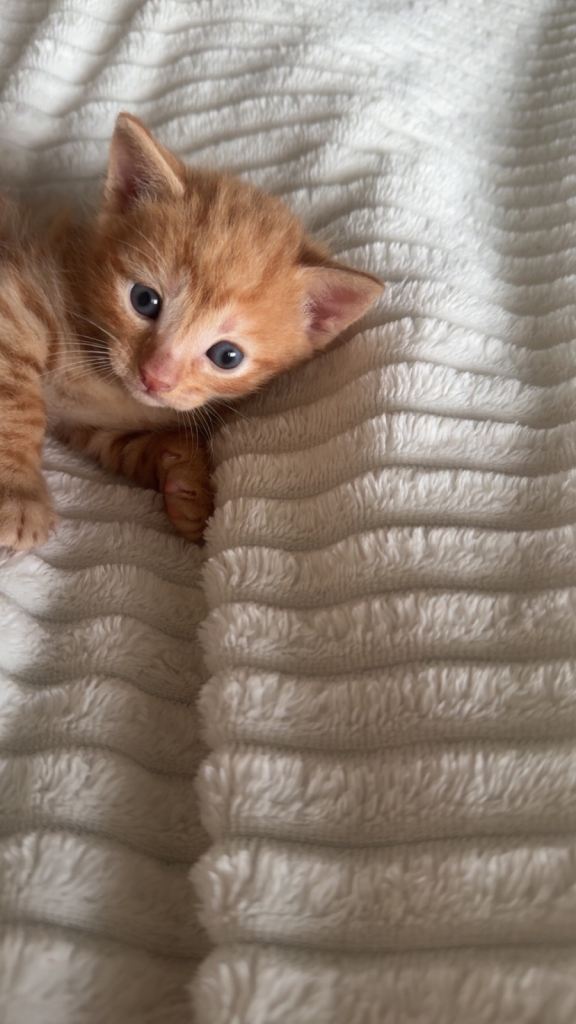 1 Beautiful Ginger Kittens left❤️🐾