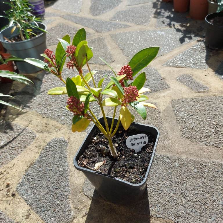 Japanese Skimmia Plant in Pot – Healthy Greenery