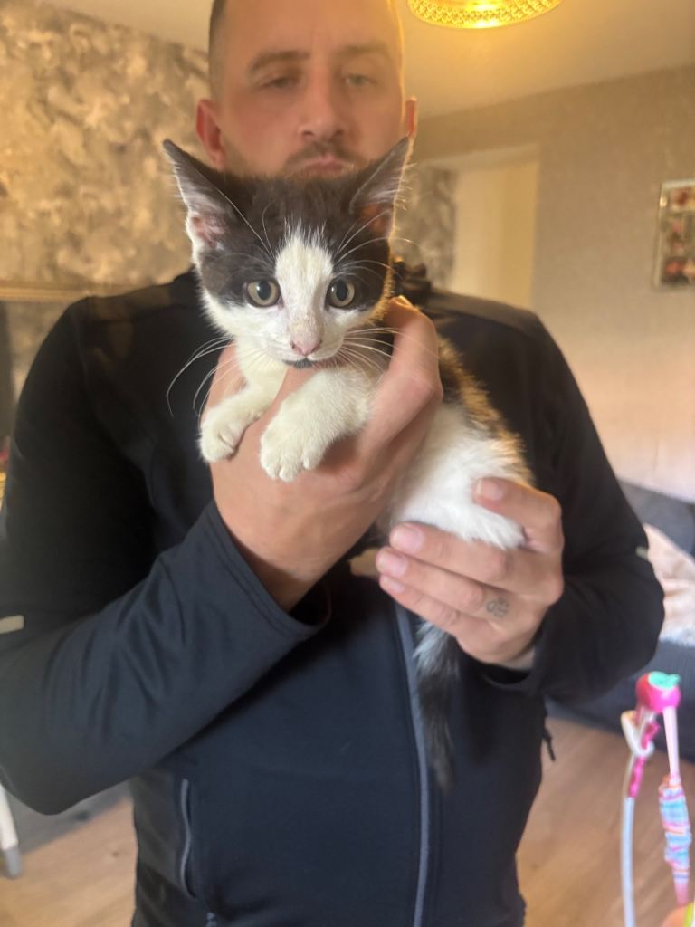 2 beautiful little girls kittens 