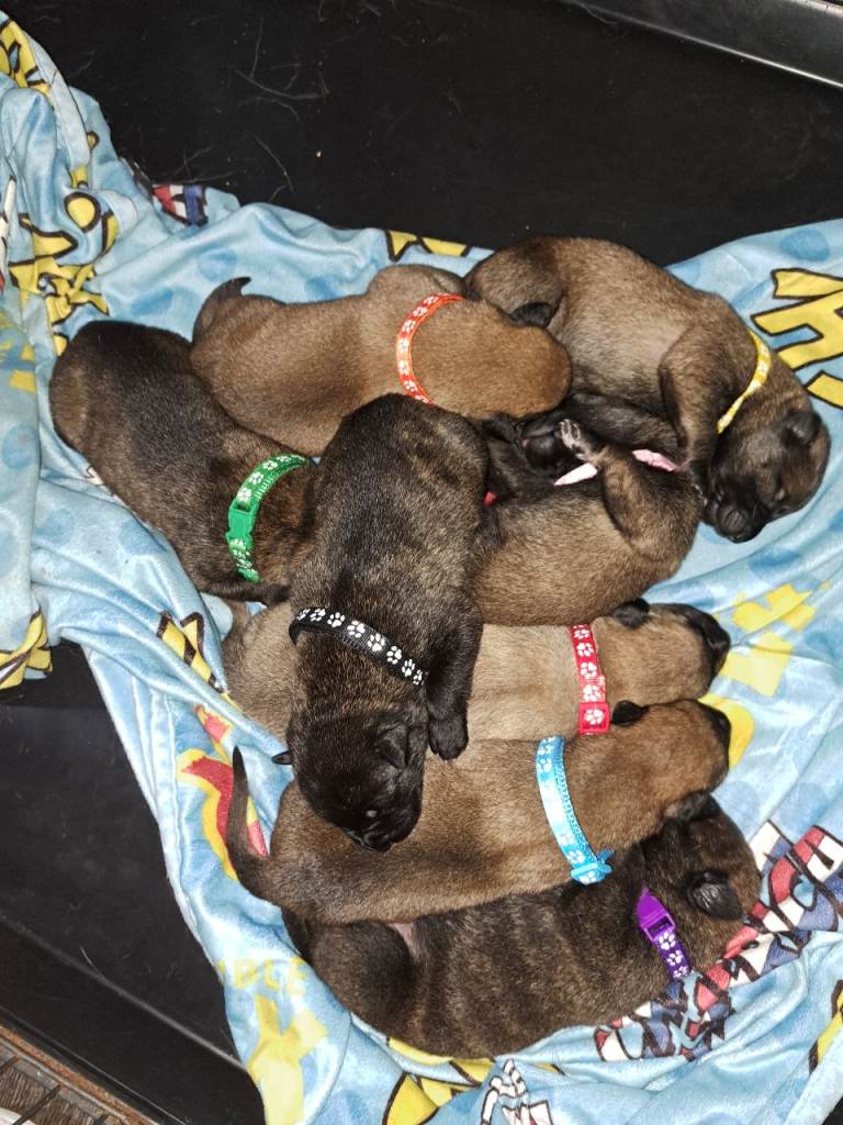 Belgian malinois x dutch herder