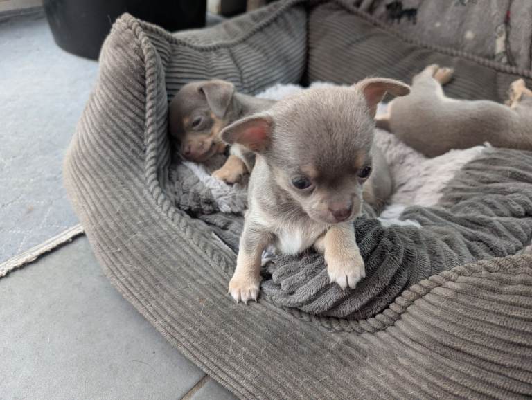 Chihuahua Pups 