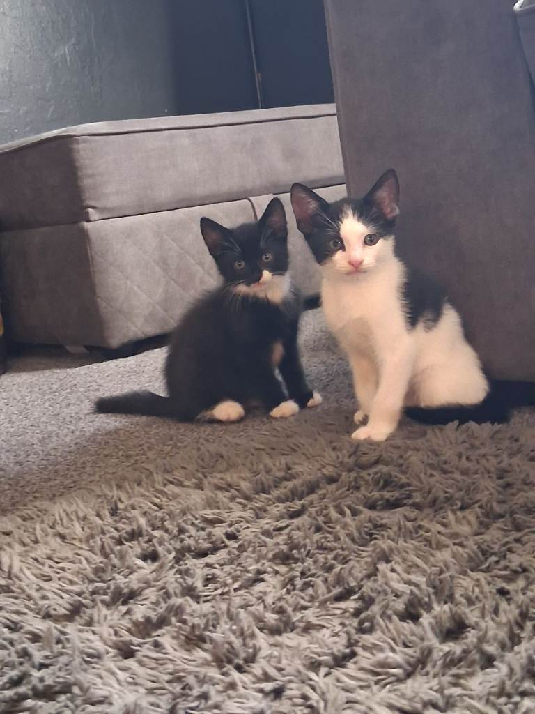 READY NOW! 2 Kittens Left 