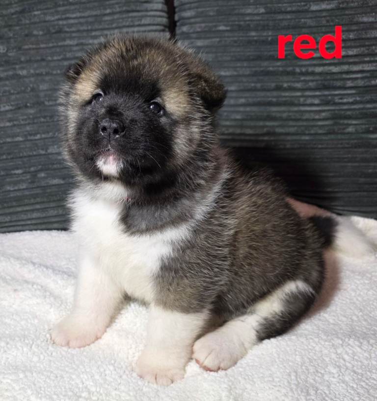 American akita puppies