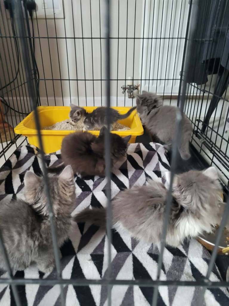 Ragdoll Mainecoon x Blue Russian kittens ready for forever homes. £350 Gone pending collection. 