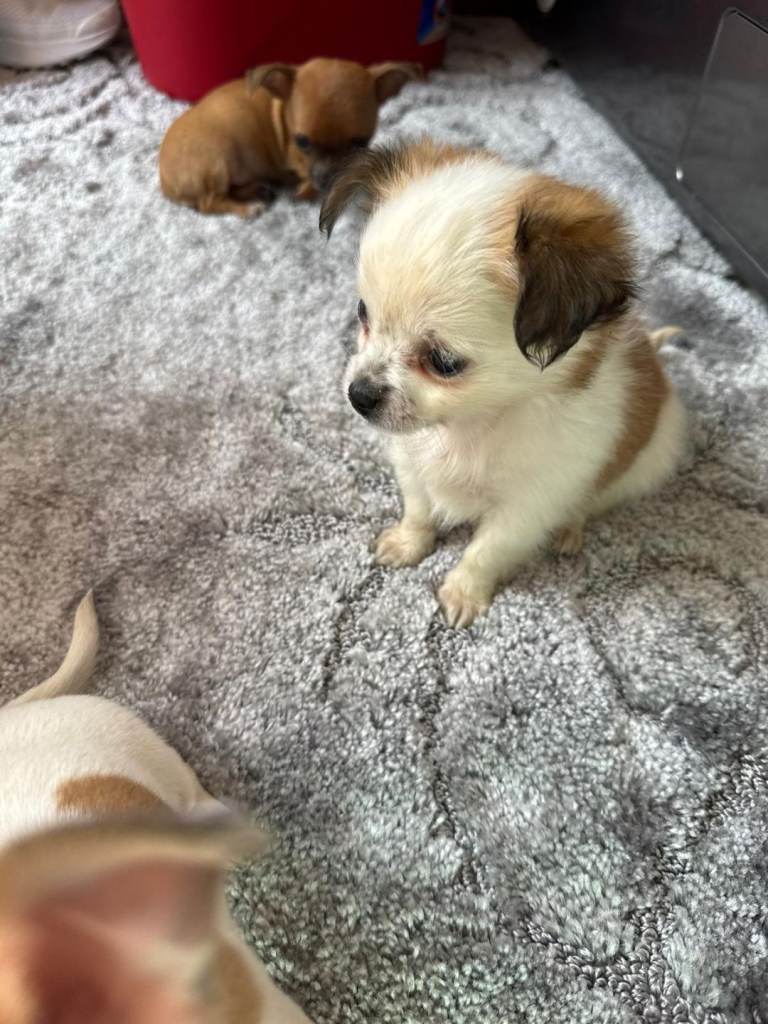 3 Chihuahua Puppies 