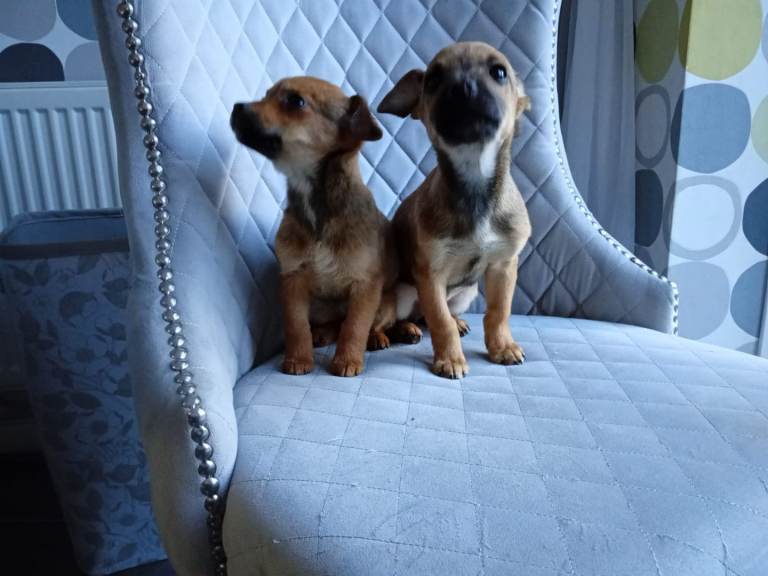 Jack Russell Terrier Puppies – ready to leave