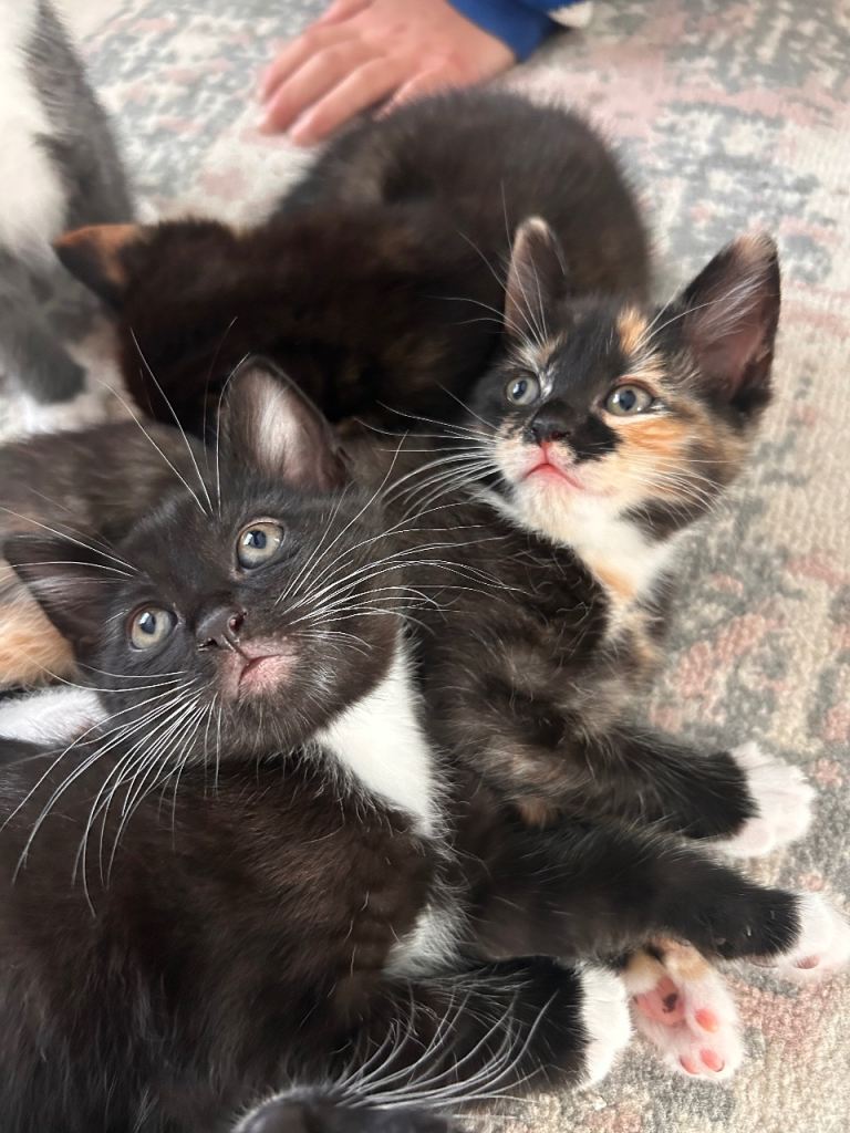 8 mixed sex and litter kittens 