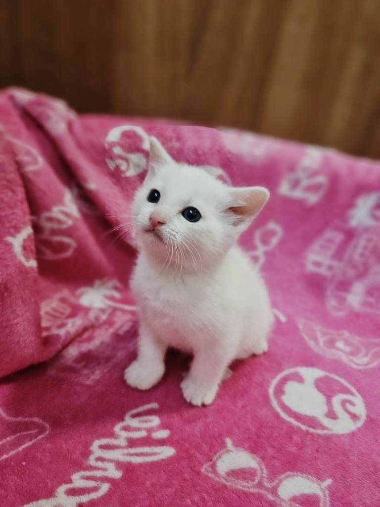 3 Beautiful Kittens For Sale