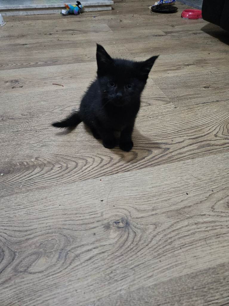 Male black kitten