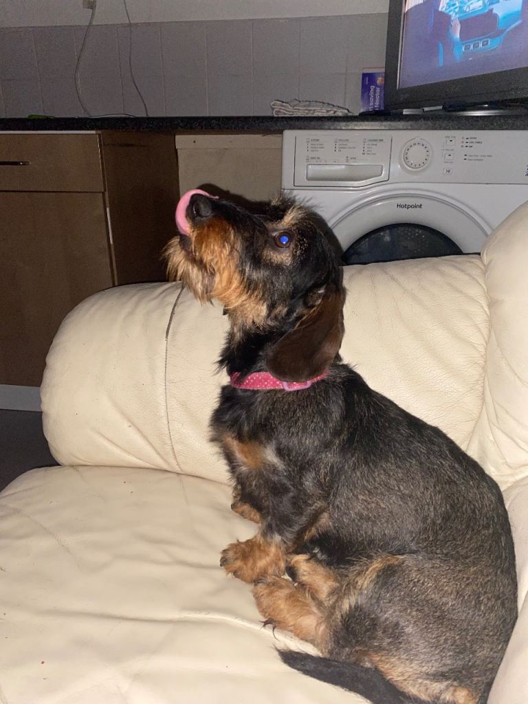 Wired haired dachshund 
