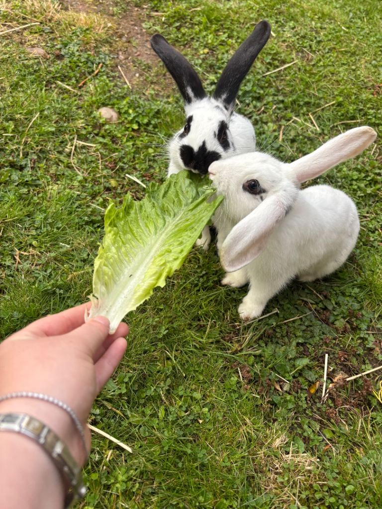2 rabbits