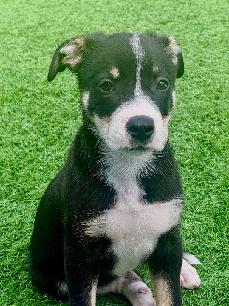 Border collie x staffy terrier
