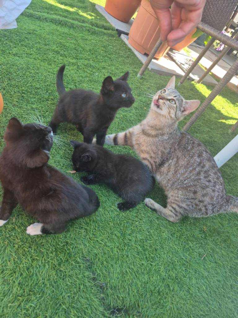 5 kittens 