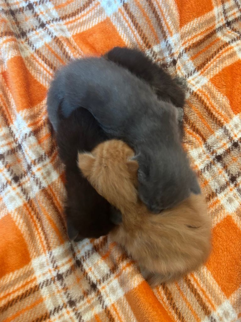 Mainecoon cross kittens 