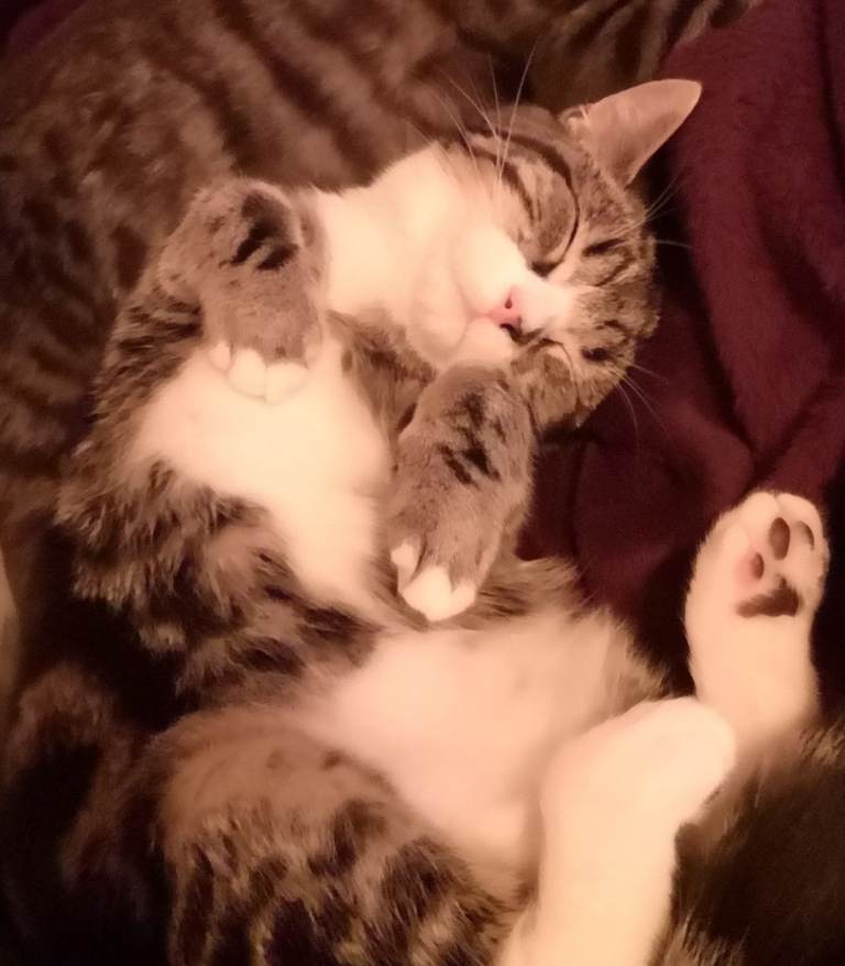 Beautiful 4 year old cat