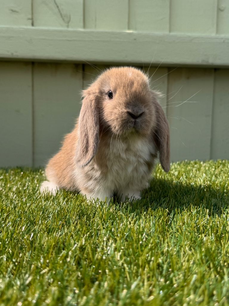 Mini lops 