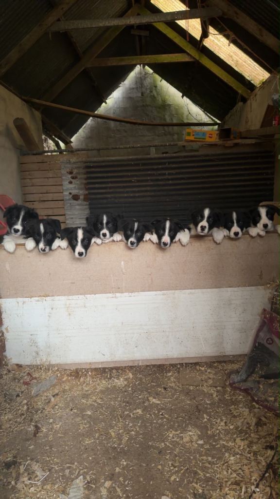 Collie Puppies