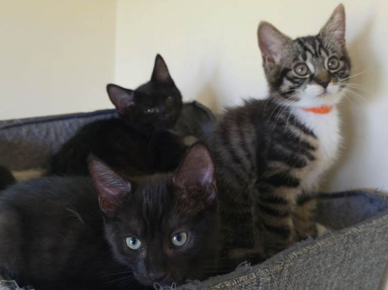 Laperm cross Kittens 2 boys 1 girl left