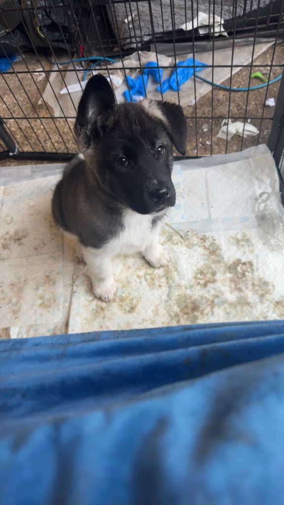 ONLY 2 LEFT READY TO LEAVE Black Mask American Akita Puppies