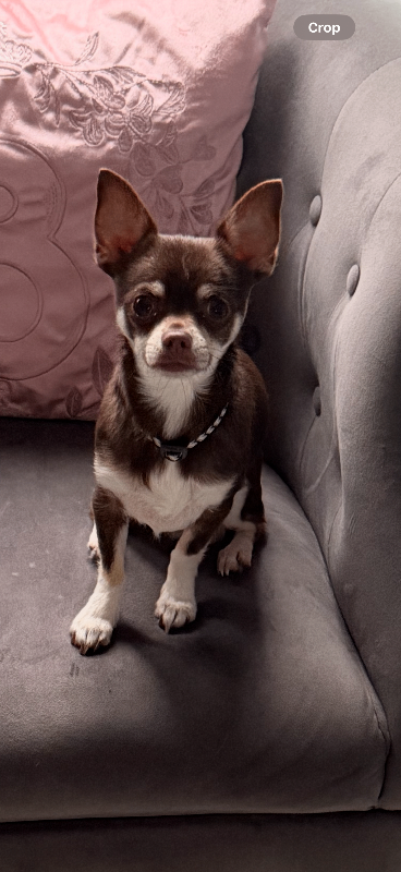 Choc tri miniture chihuahua boy 2 years in april