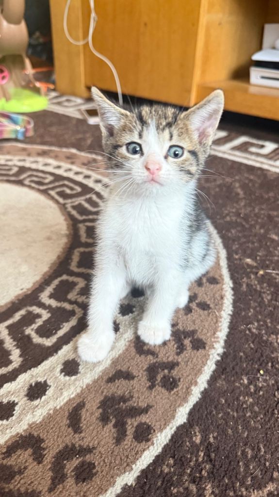 5 beautiful kittens looking for new home 