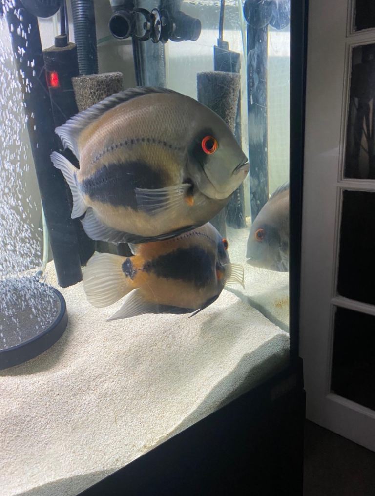Oscar and Uaru fish 