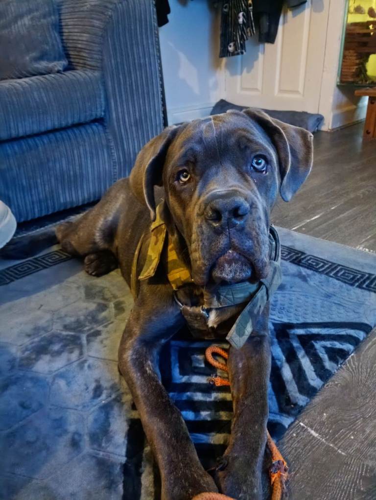 Cane corso 6 months old female 750