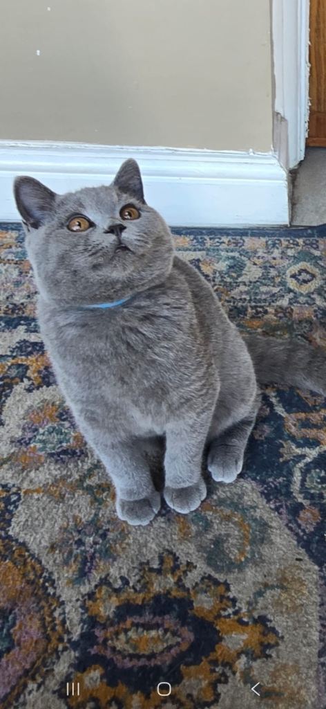 1 British Short Hair kitten left