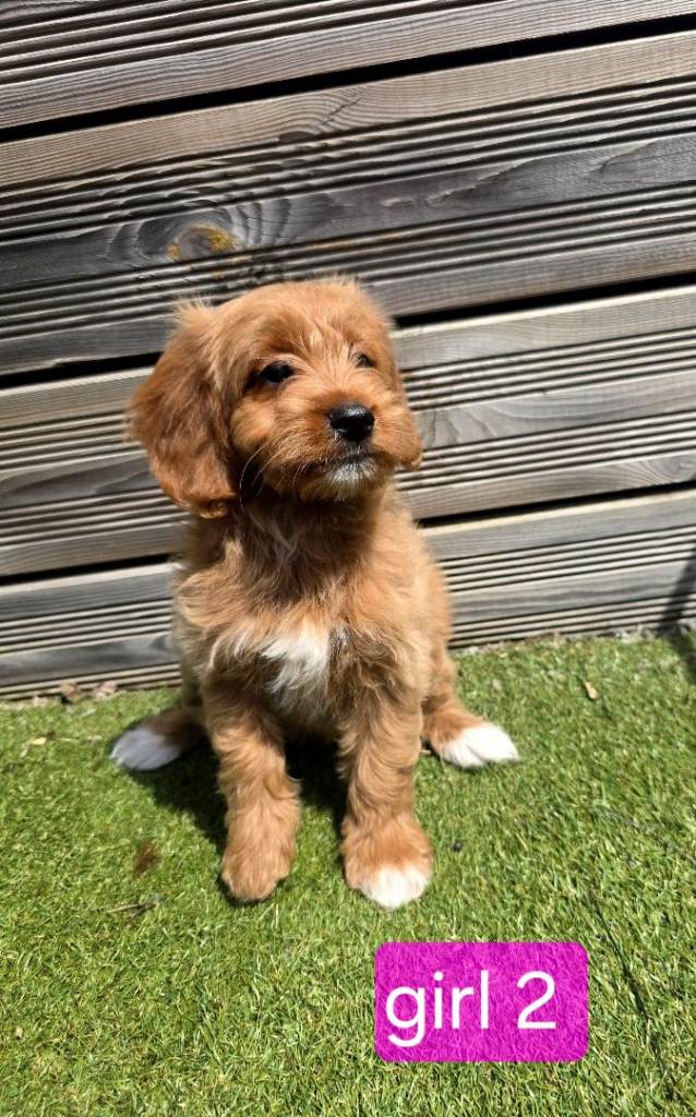 Gorgeous litter of Cockapoo pups 🐾❤️