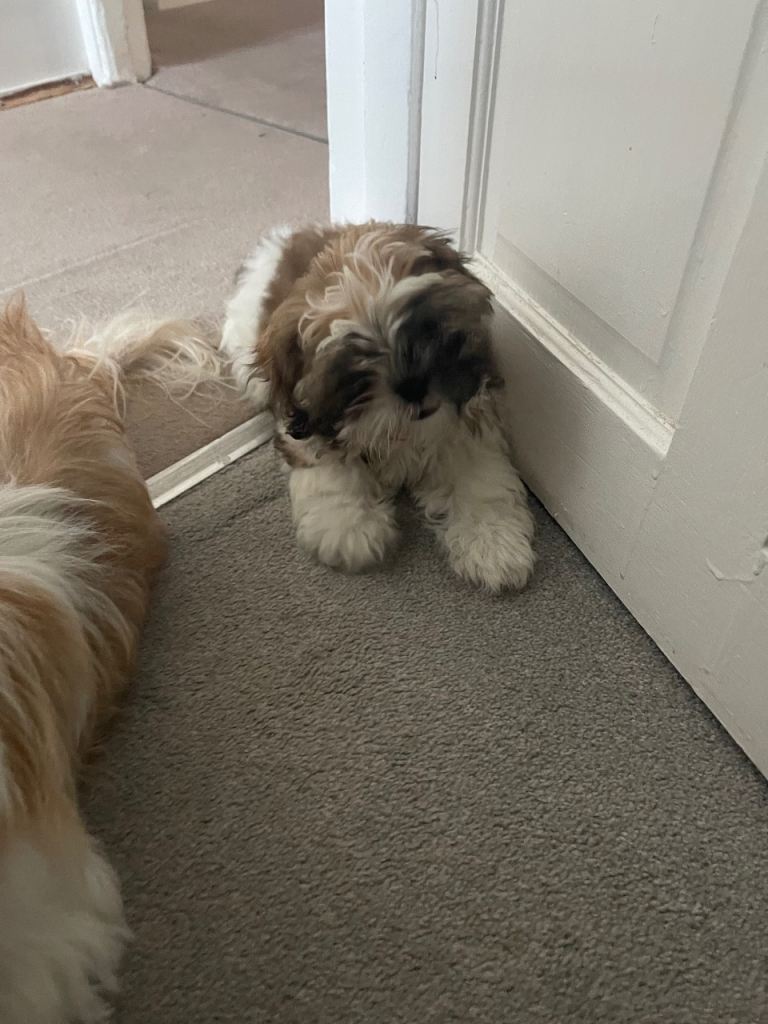 Purebred shihtsu female puppy