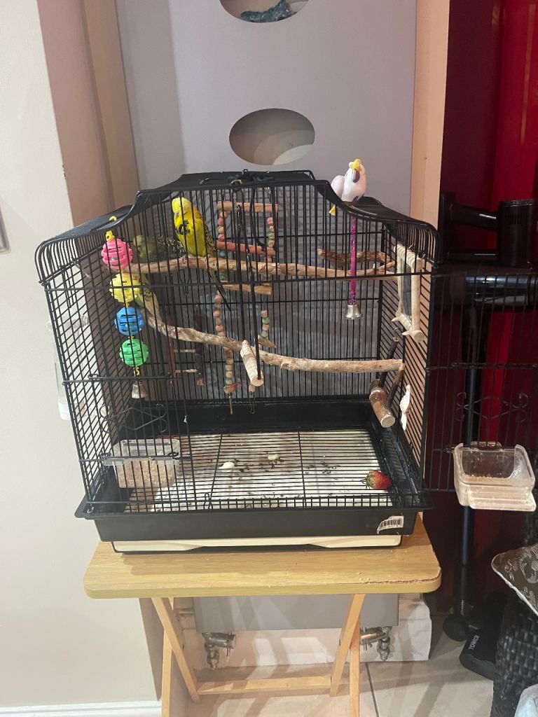 Friendly budgies looking for a loving home.