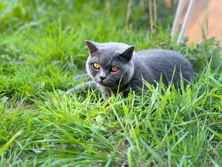 A Very Special Home for Smokey 🩶 