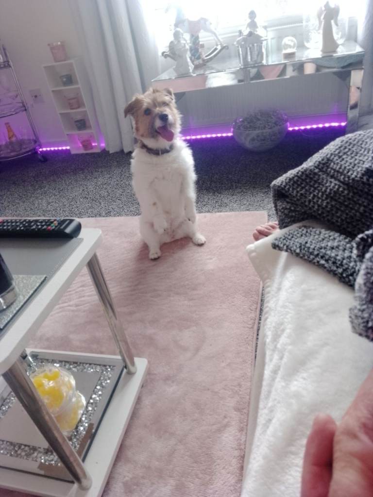 Jack russell