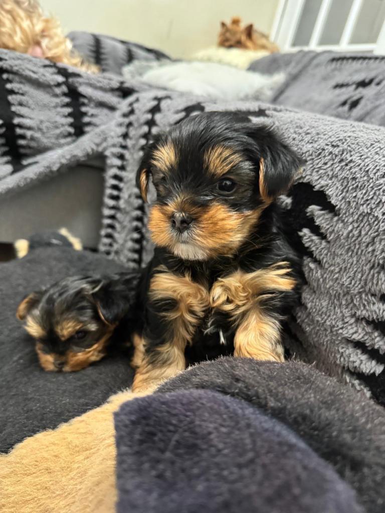 Miniature Yorkshire Terrier puppies 